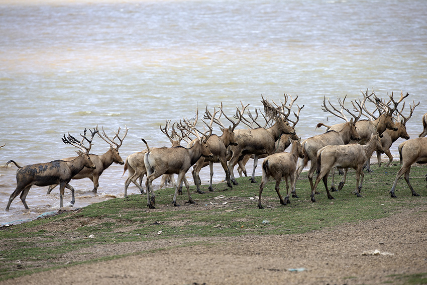 Rusa Milu Dinamik di Tanah Lembap Yancheng, Jiangsu