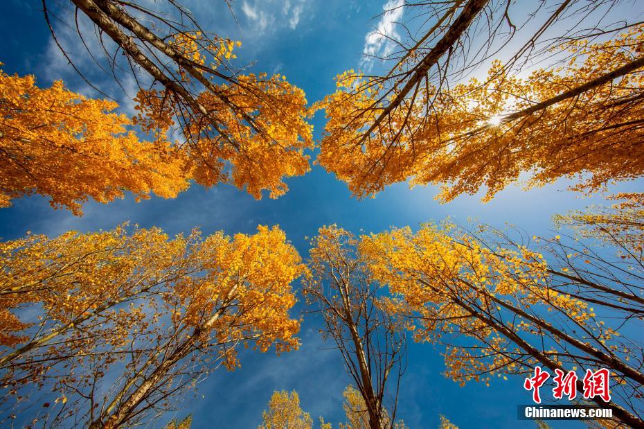 Tibanya Musim Terindah di Dataran Tinggi Zhaosu, Xinjiang