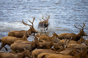 Rusa Milu Dinamik di Tanah Lembap Yancheng, Jiangsu