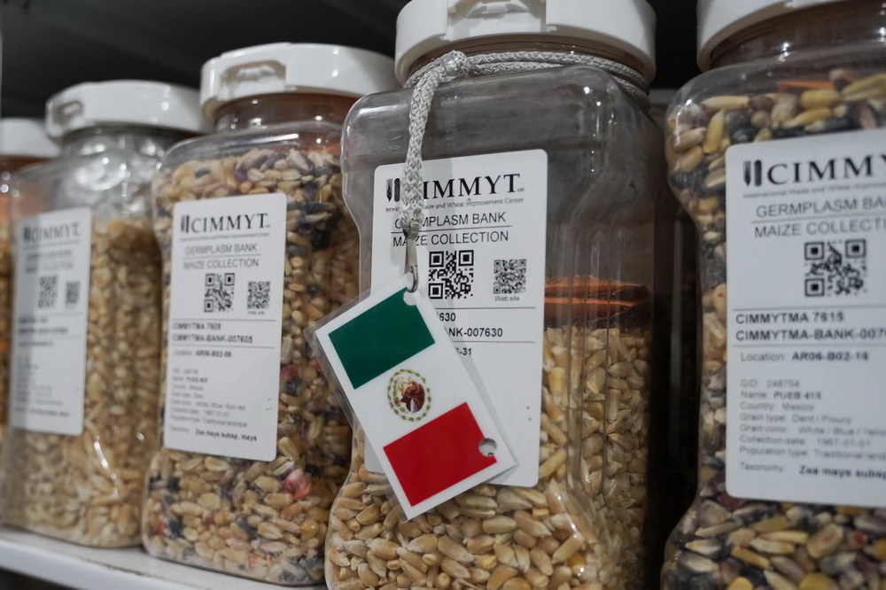 Tingkat Hasil Bijirin—Kerjasama Menang-Menang antara China, CIMMYT