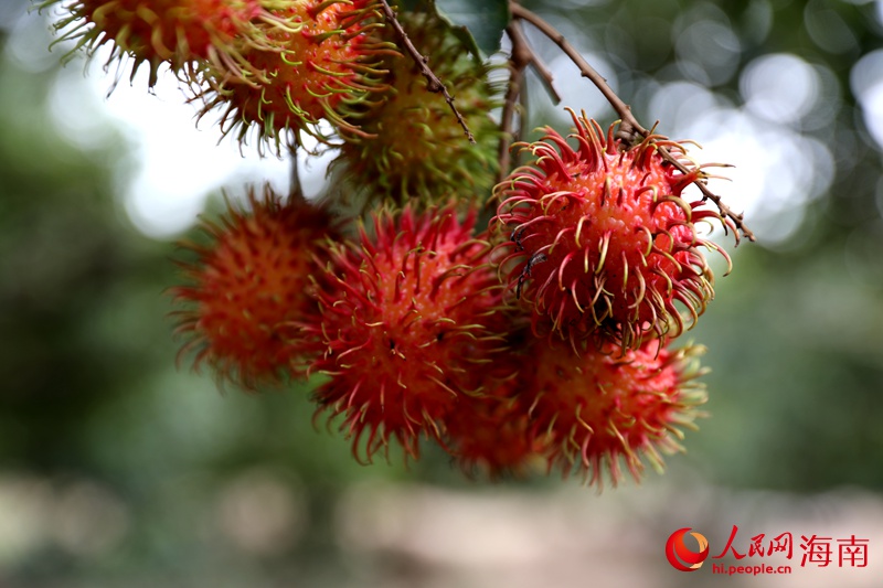 Rambutan Sumber Rezeki Penduduk Baoting, Hainan