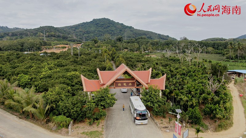 Rambutan Sumber Rezeki Penduduk Baoting, Hainan