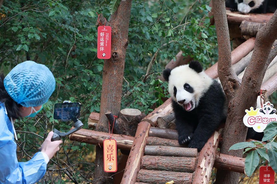 Anak Panda Temu Pelawat menjelang Tahun Baharu