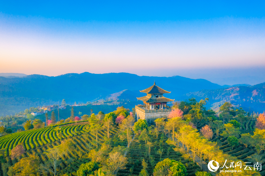 Bunga ceri mula berkembang di Taman Ekspo Teh China, provinsi Yunnan. (Gambar oleh Huang Junhua)