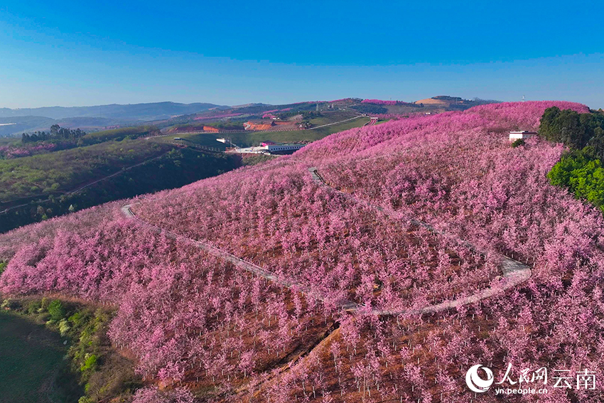 Bunga ceri berkeluasan ribuan ekar berkembang. (foto: Duan Zidong/People.cn)