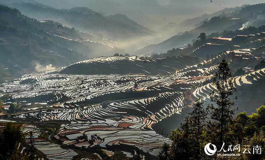 Tiba Musim Semai Padi di Sawah Teres Yunnan