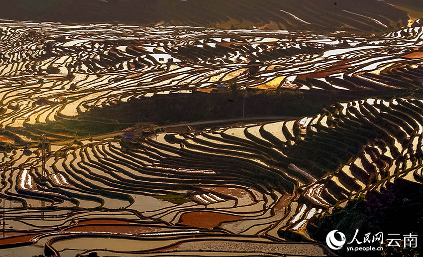 Tiba Musim Semai Padi di Sawah Teres Yunnan