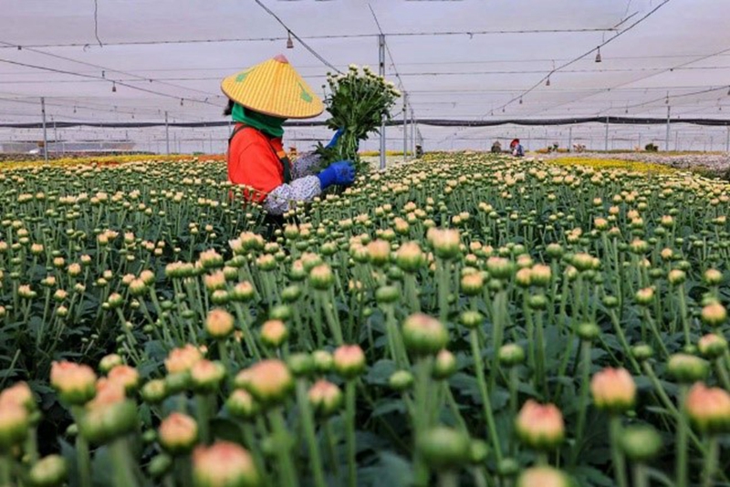 Pekebun sibuk memetik bunga. (Gambar oleh Chen Yunwu)