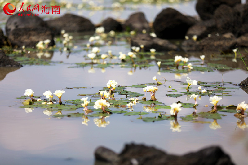 Bunga Terancam Bermekaran di Tanah Lembap di Hainan