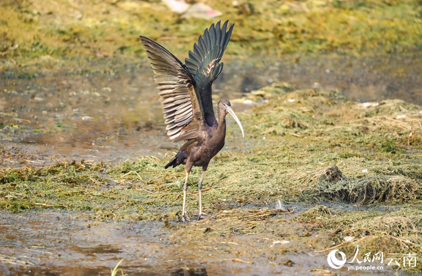 Foto ini menunjukkan burung ibis warna-warni yang dirakamkan di tanah lembap tasik Fuxian pada 26 Februari 2023. (foto: Liu Guineng)