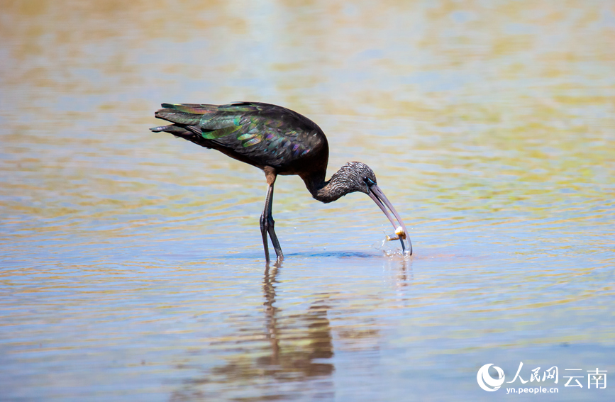 Ibis Warna-warni Muncul Semula di Yunnan