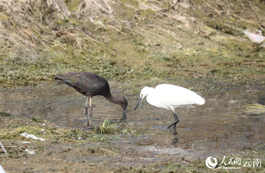 Ibis Warna-warni Muncul Semula di Yunnan