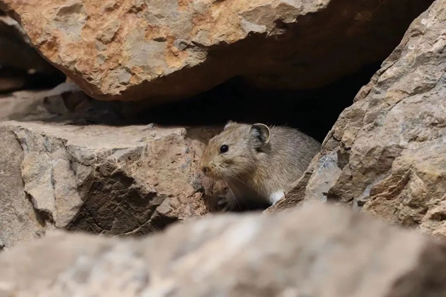 Gambar pika Helan-Shan yang dirakamkan. (foto diberikan oleh Nie Wei)