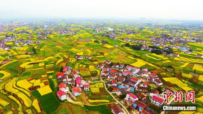 Lapangan bunga sesawi di bandar Hanzhong, Shaanxi. (Foto/Chinanews.com)