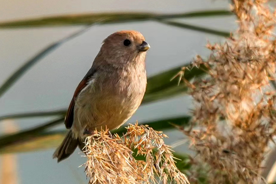 Parrotbill Kepala Coklat, Camar Biasa Ditemui Pertama Kali di Xiamen