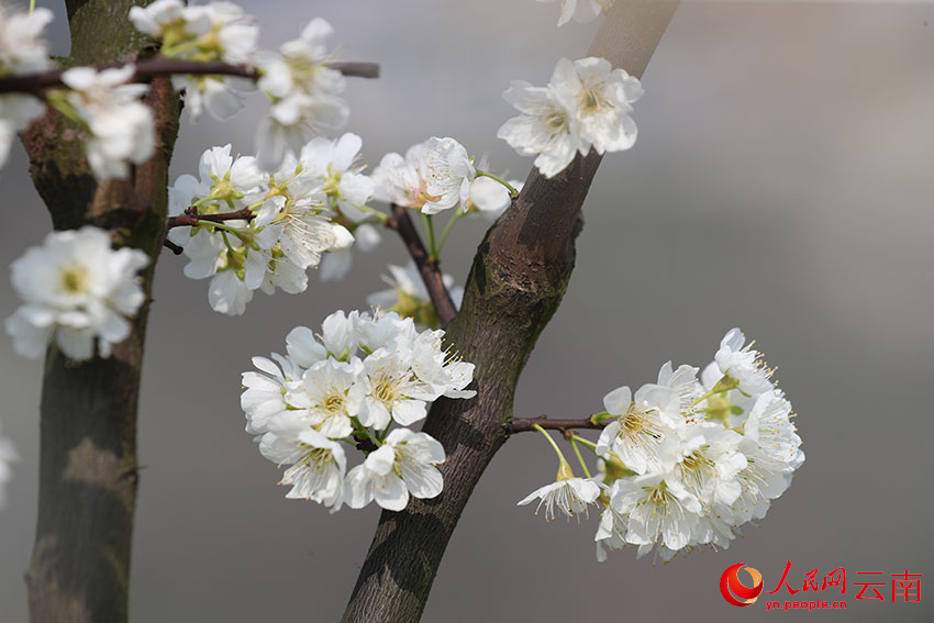 Bunga Plum Mekar di Yunnan, Gamit Pelancong