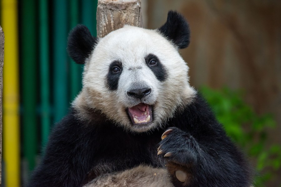 “Bintang Zoo”, Panda Jadi Tumpuan di Malaysia