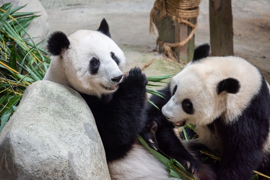 Liang Liang (kiri) dan Sheng Yi dilihat sedang makan daun buluh di Zoo Negara Malaysia dekat Kuala Lumpur pada 11 Mac 2023. (foto: Chong Voon Chung/Xinhua)