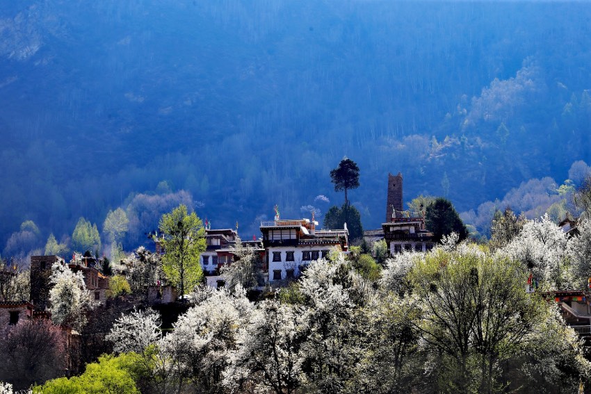 Bunga Pir Mekar Tambah Keindahan Kampung Tibet di Sichuan