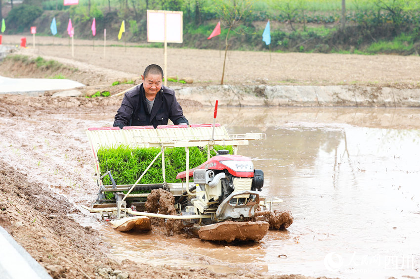 Lumba Bajak Meriahkan Pesta Tani di Sichuan