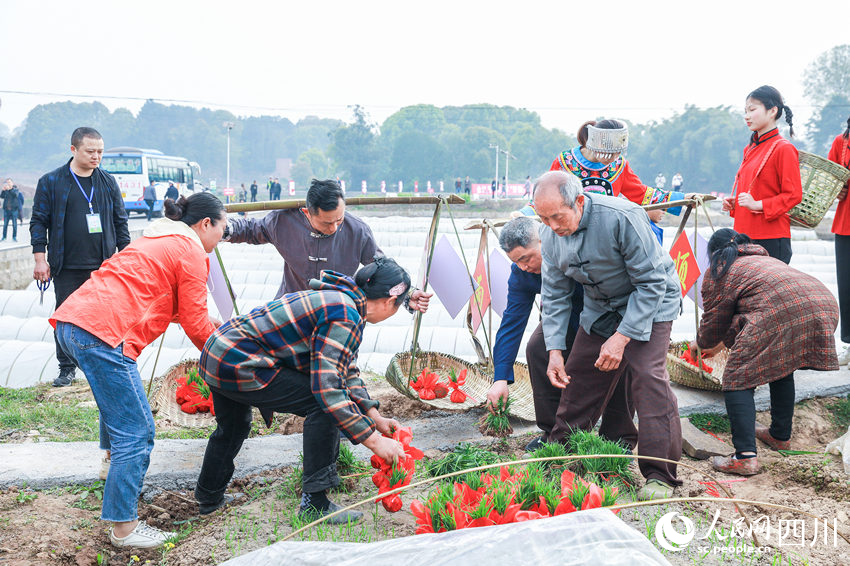 Lumba Bajak Meriahkan Pesta Tani di Sichuan