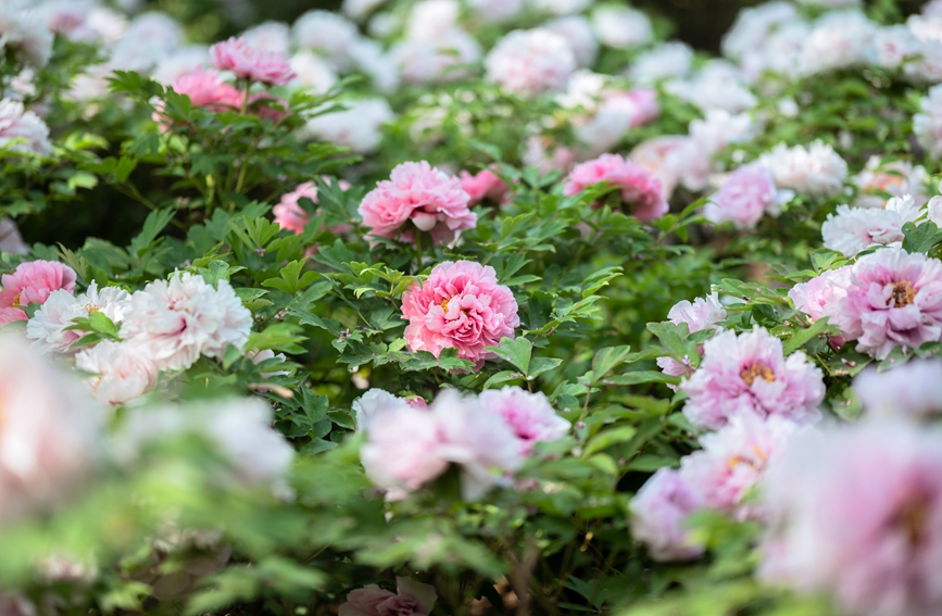 Luoyang, Henan Bakal Anjur Pesta Bunga Peony