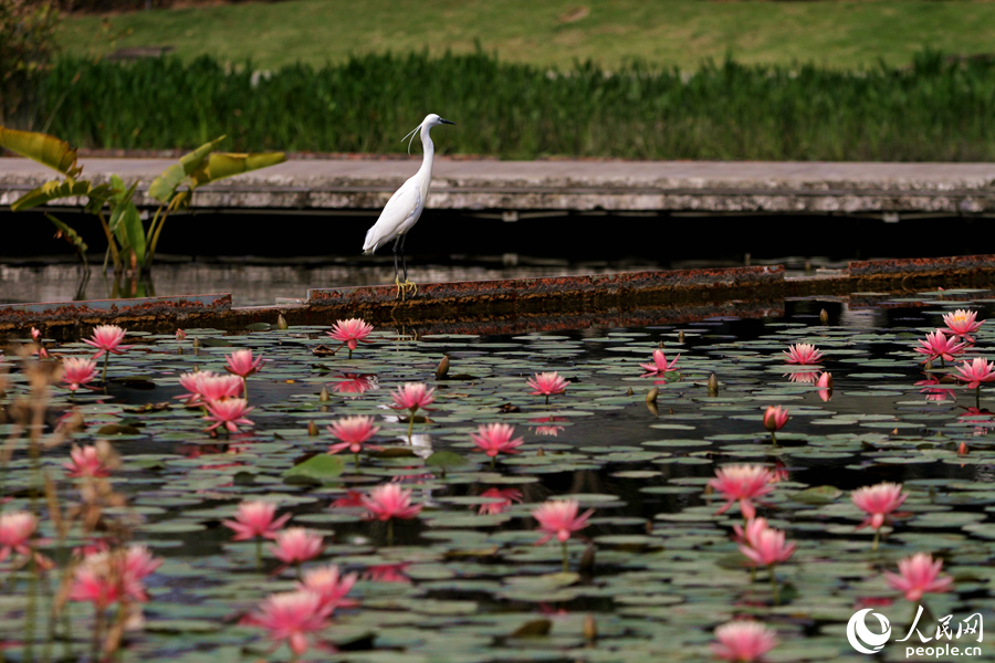 Telepok berkembang di Taman Hai’wan di Xiamen. Seekor bangau putih berdiri di tepi kolam. (foto: Chen Bo/People.cn)