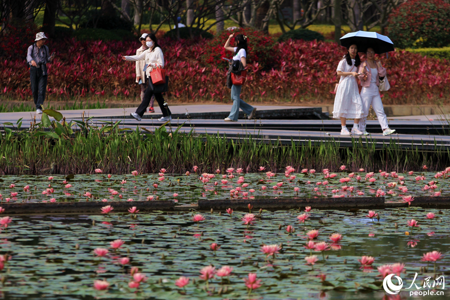 Xiamen: “Sleeping Beauty” antara Bunga Mekar Indah