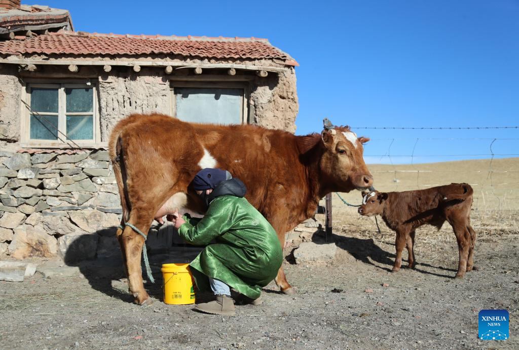 Musim Paling Sibuk bagi Gembala di Mongolia Dalam