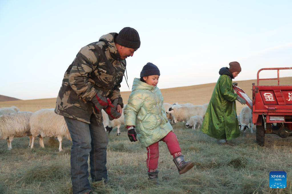 Musim Paling Sibuk bagi Gembala di Mongolia Dalam