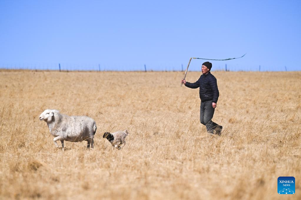 Musim Paling Sibuk bagi Gembala di Mongolia Dalam