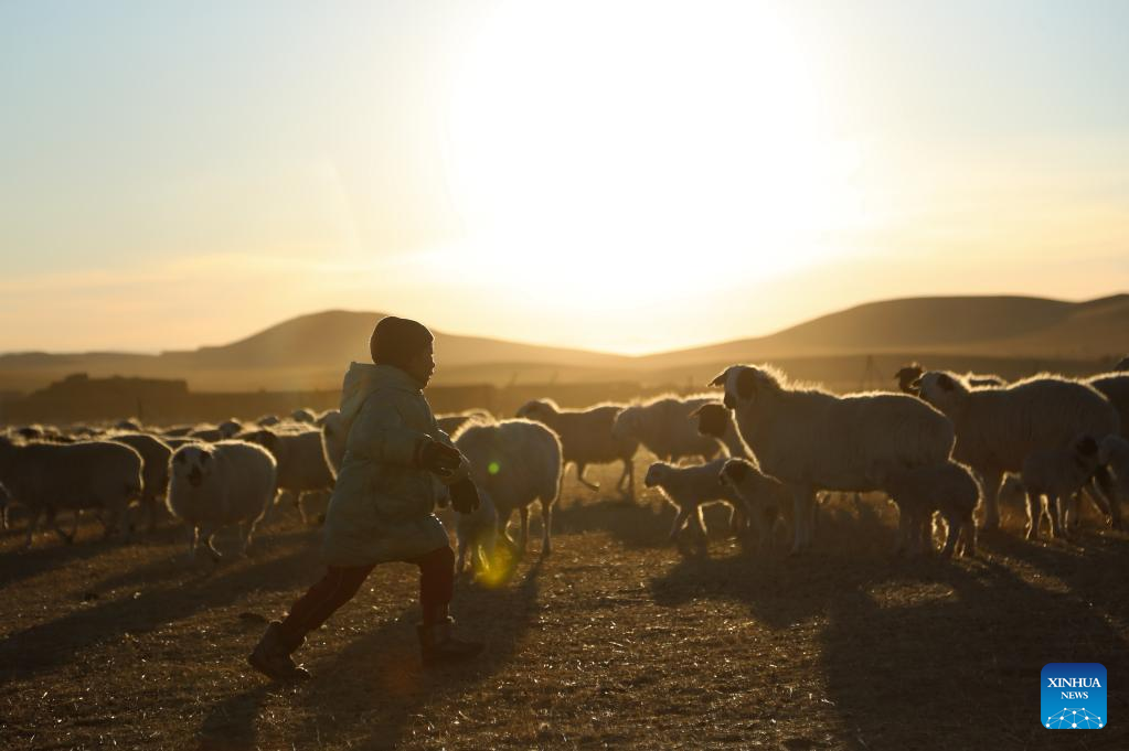 Musim Paling Sibuk bagi Gembala di Mongolia Dalam