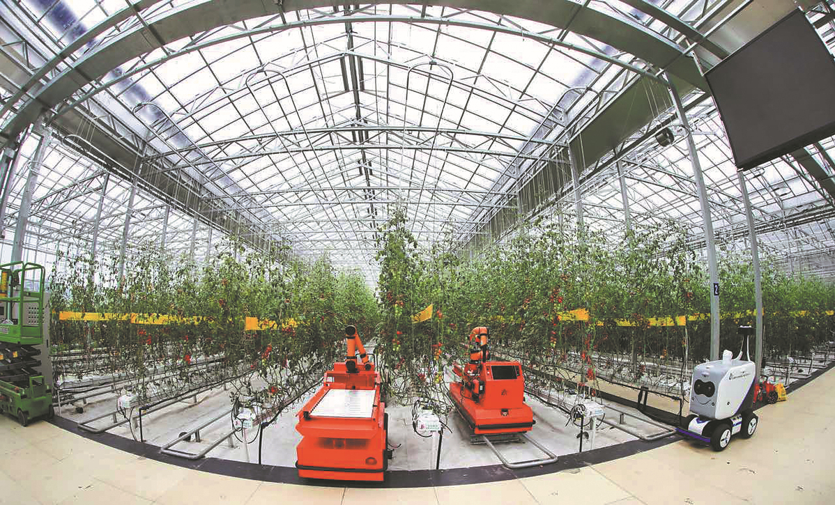 Rumah hijau pintar yang digunakan untuk menanam tomato di Shouguang menampilkan lebih daripada 120 teknologi yang dipatenkan dan dibangunkan oleh sebuah pasukan dari Akademi Kejuruteraan China. (foto: China Daily)