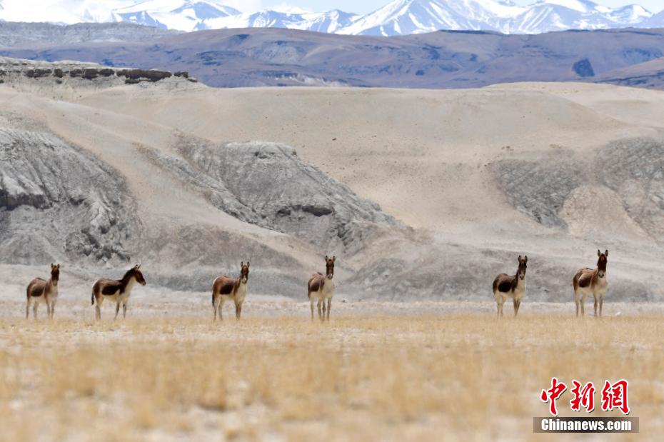 Keldai liar Tibet yang dirakamkan di kawasan Ngari, Tibet pada 10 April. (foto: Li Lin/Chinamews.com)