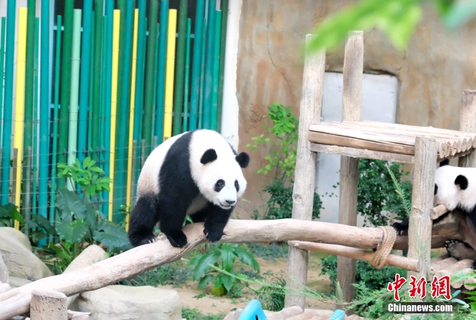 Panda Sheng Yi di Malaysia akan Rai Hari Lahir Kedua