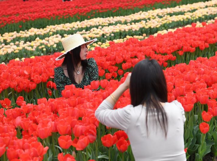 Tulip Medium Pacu Pembangunan Desa