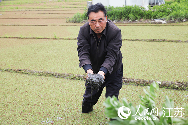 Penduduk di pekan Jiangxiang menunjuk kepada kumpulan wartawan tanah hitam melekit di sawah padi organik mereka. (foto: Yang Wenquan/People.cn)