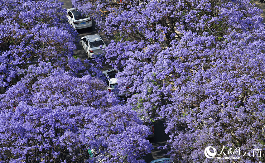 Bunga Jacaranda yang berkembang mekar di daerah Wuhua, bandar Kunming. (Foto/Yang Wu)