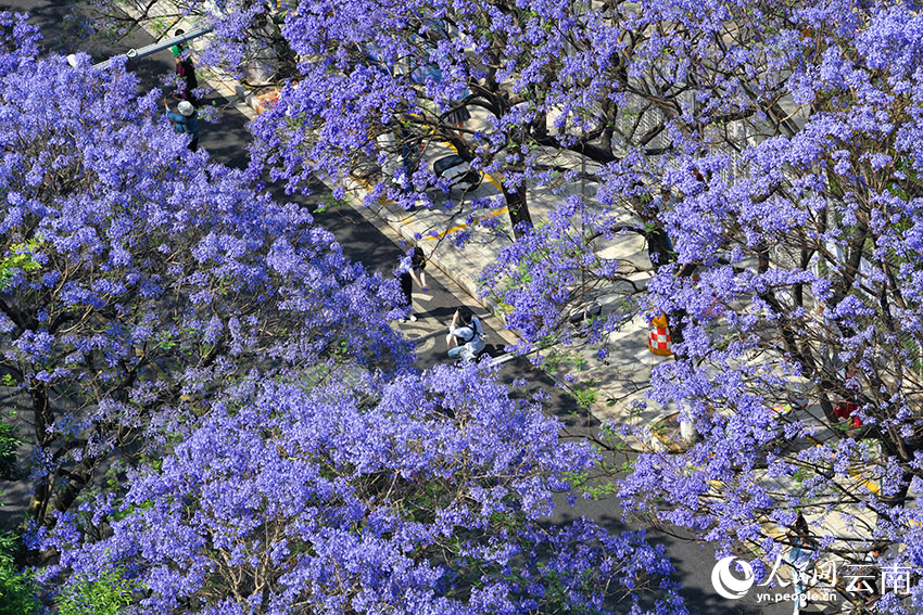 Bunga Jacaranda Warnai Jalanan Kumming