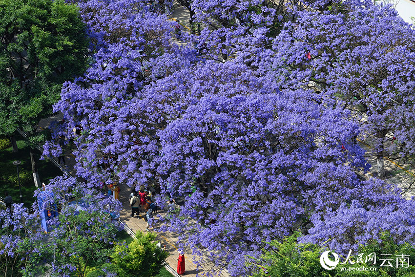 Bunga Jacaranda Warnai Jalanan Kumming