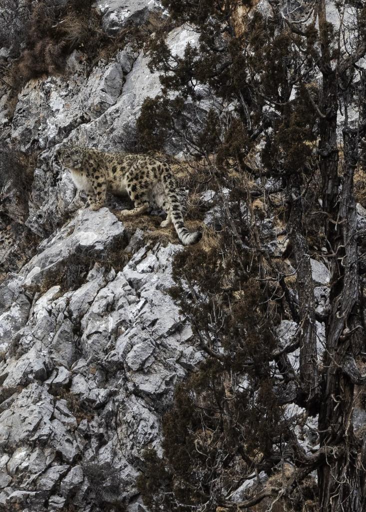 Seekor harimau bintang salji yang digambarkan di ngarai di provinsi Qinghai, barat laut China pada 21 Februari 2023. (foto: Fei Maohua/Xinhua)