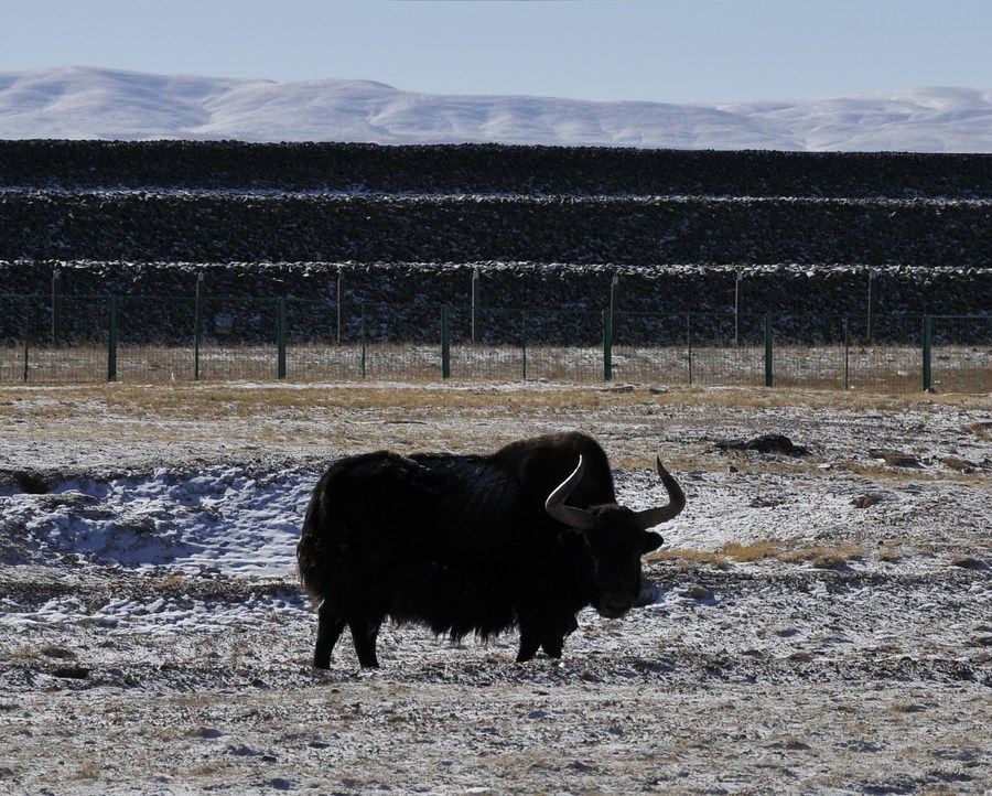 Seekor yak liar yang digambarkan di Hoh Xil, provinsi Qinghai di barat laut China pada 21 Januari 2022. (foto: Wang Bo/Xinhua)