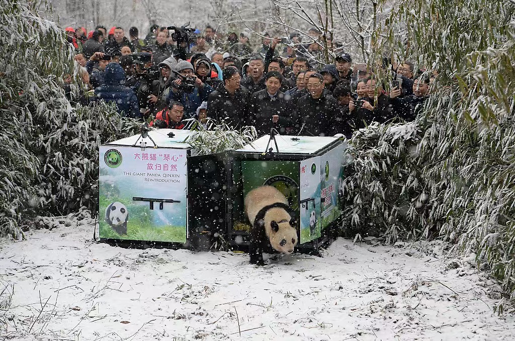 Pulangkan Semula Panda Gergasi ke Kawasan Liar