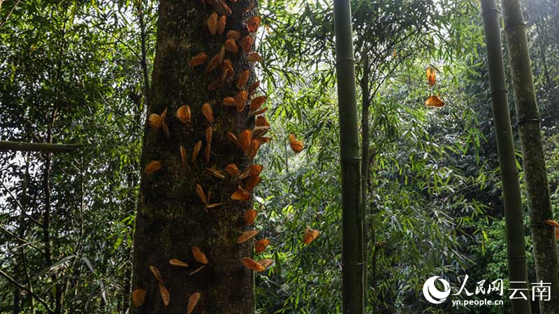 Jutaan Kupu-kupu Keluar dari Kepompong di Yunnan