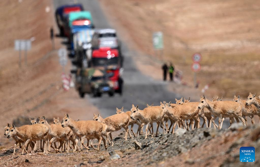 Antelop Tibet Berhijrah ke Tempat Biak, Hoh Xil