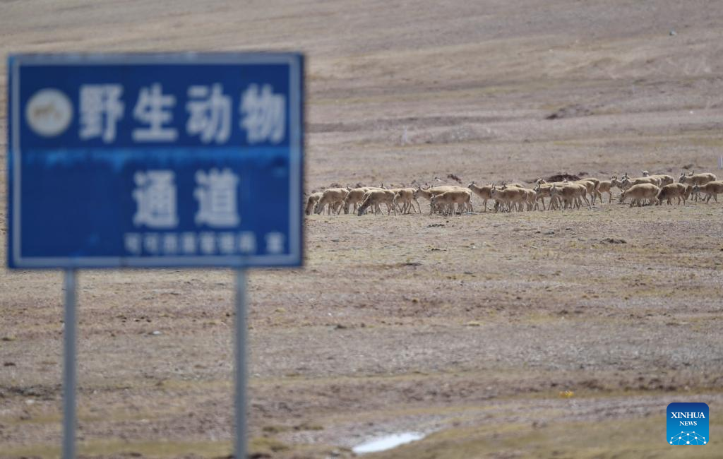 Antelop Tibet Berhijrah ke Tempat Biak, Hoh Xil