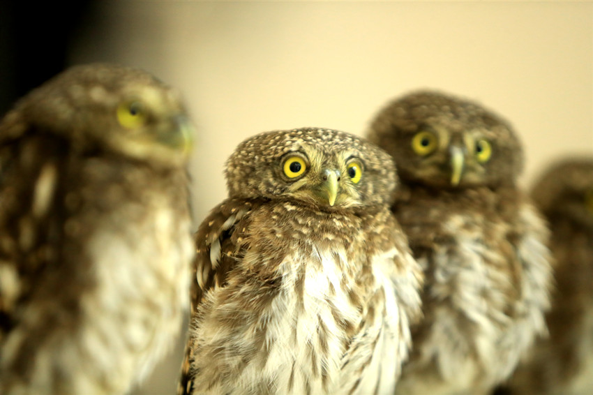 5 Ekor Burung Hantu Teman Polis Bertugas