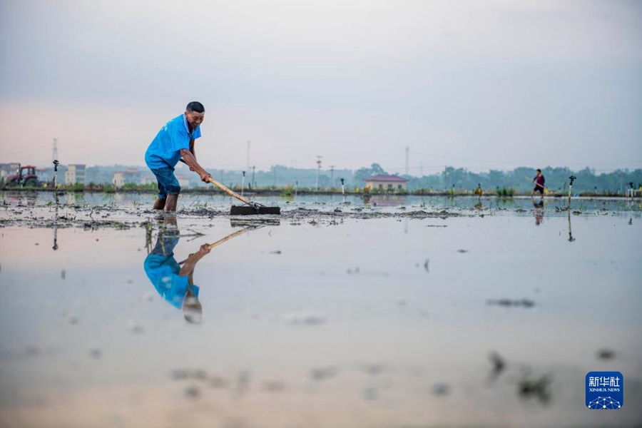 Menanam Padi pada Hari Mang Zhong