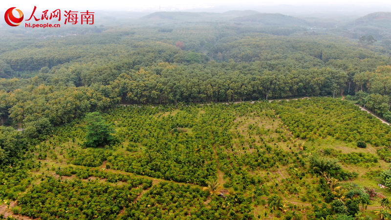 Foto dron Kebun Kopi Haiken Group. (People’s Daily Online/Meng Fansheng)