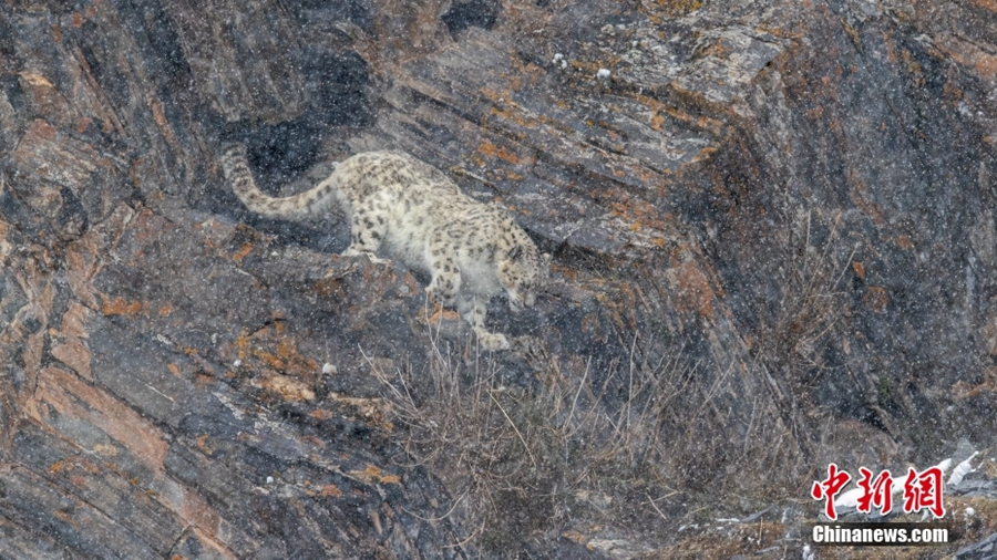 Keluarga Harimau Salji Berjalan dalam Salji